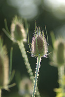 Nature Photos